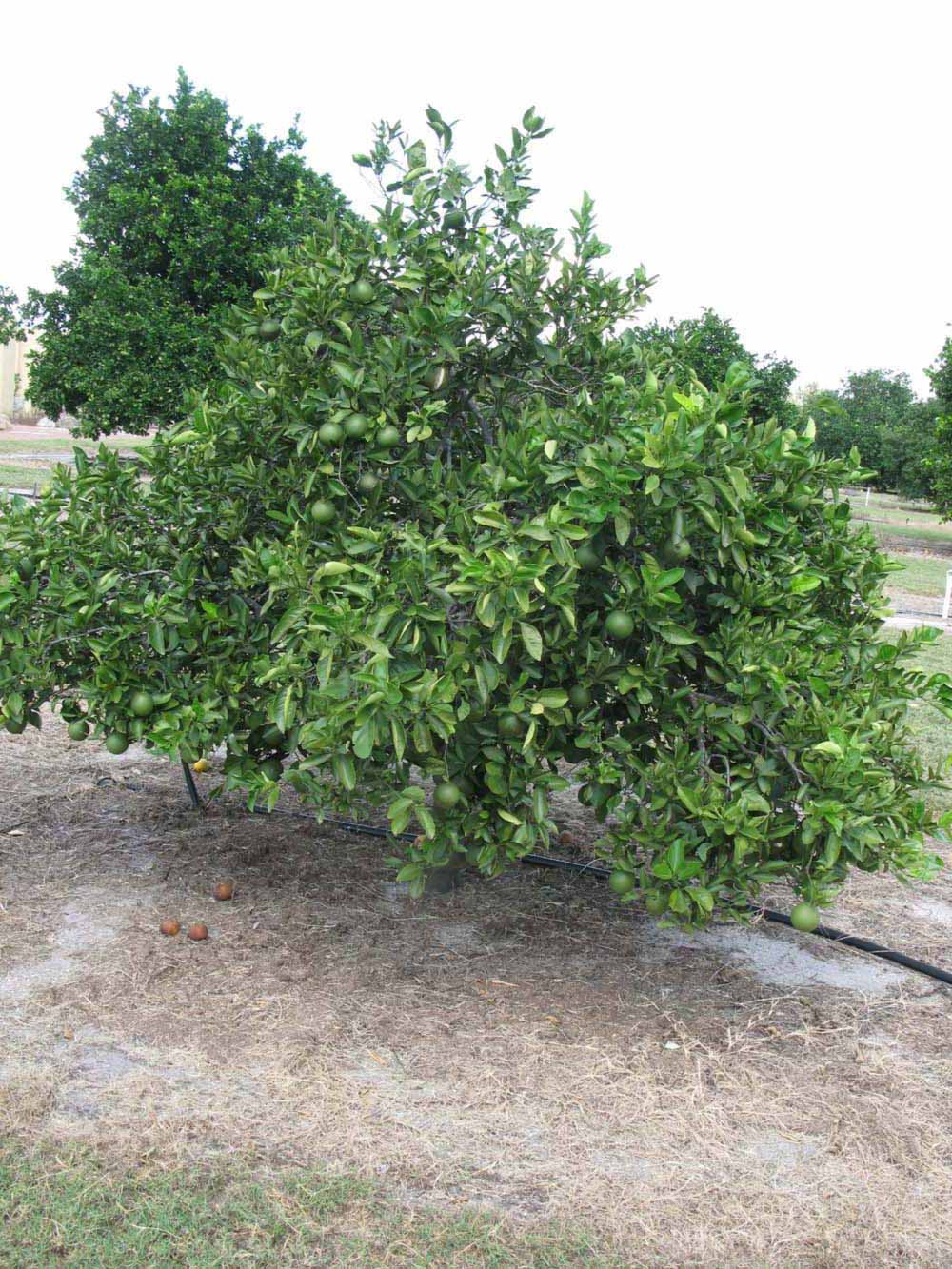            Habit (Winter Haven, FL)   